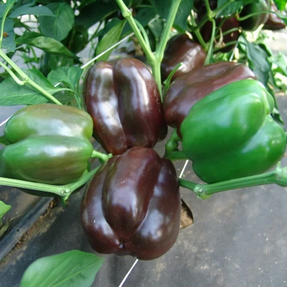 Paprika Ingrid - Capsicum annuum - semená - 40 ks