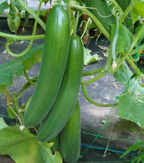 Šalátová uhorka Saturn F1 do skleníka - Cucumis sativus - semená - 10 ks