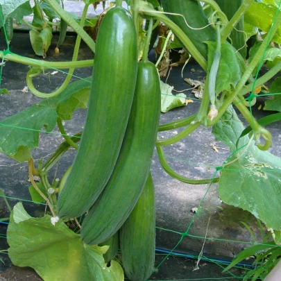 Šalátová uhorka Saturn F1 do skleníka - Cucumis sativus - semená - 10 ks