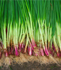 Cibuľa sečka Welsh - Allium fistulosum L. - semená - 400 ks