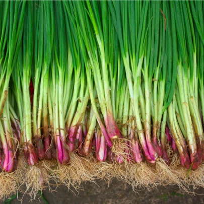 Cibuľa sečka Welsh - Allium fistulosum L. - semená - 400 ks