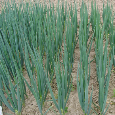 Cibuľa sečka Entita - Allium fistulosum L. - semená - 150 ks
