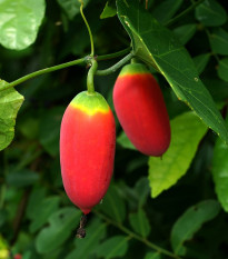 Coccinia - Coccinia grandis - semená - 4 ks