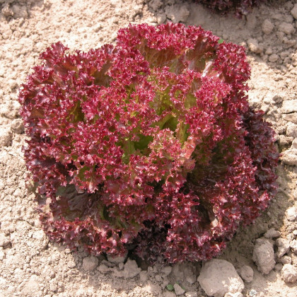Šalát listový Crimson - Lactuca sativa L. - semená - 300 ks