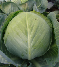 Kapusta Aros F1 - Brassica oleracea - semená - 100 ks