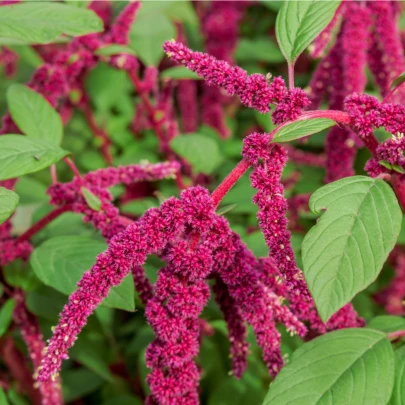 Láskavec chvostový - Amaranthus caudatus - semená - 300 ks