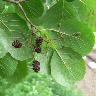 Jelša lepkavá - Alnus glutinosa - semená - 8 ks