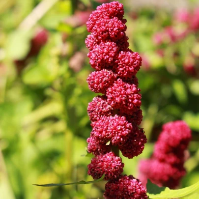 Mrlík hlávkatý - Chenopodium capitatum - semená - 200 ks