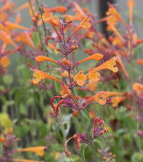 Agastache Apricot - Agastache aurantiaca - semená - 20 ks