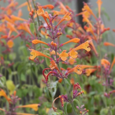 Agastache Apricot - Agastache aurantiaca - semená - 20 ks