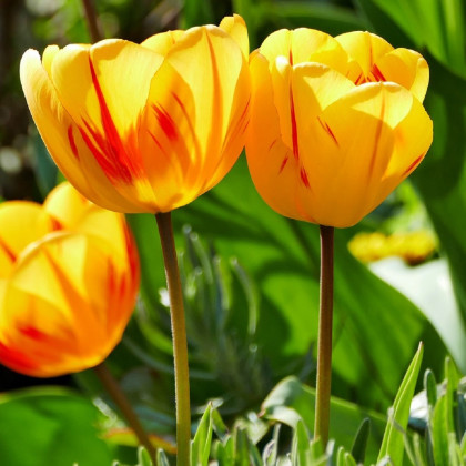 Tulipán Washington - Tulipa - cibuľoviny - 3 ks