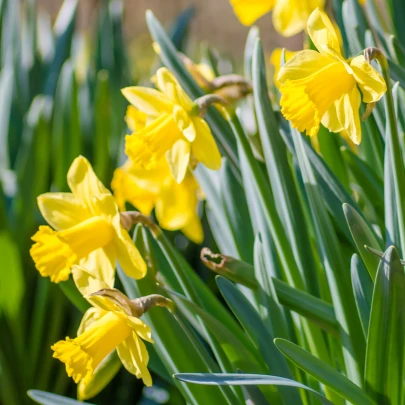 Narcis Barenwyn - Narcissus - cibuľoviny - 3 ks