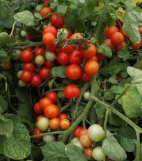 Paradajka Bajaja - Solanum lycopersicum - semená - 12 ks