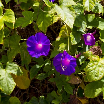 Povojník purpurový Kniolas Black - Ipomoea purpurea - semená - 20 ks