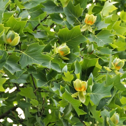 Ľaliovník tulipánokvetý - Liriodendron tulipifera - semená - 10 ks