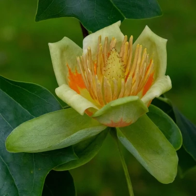 Ľaliovník tulipánokvetý - Liriodendron tulipifera - semená - 10 ks