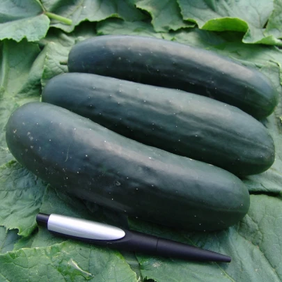 Uhorka F1 Jogger - Cucumis sativus - semená - 12 ks