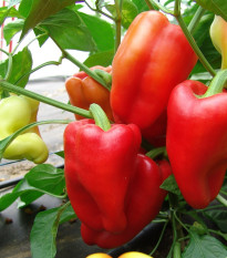 Paprika Andrea - Capsicum annuum - semená - 20 ks