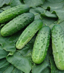 Uhorka nakladačka Altaj F1 - Cucumis sativus - semená - 15 ks