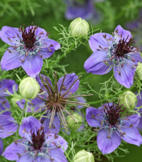 Černuška španielska - Nigella hispanica - semená - 80 ks