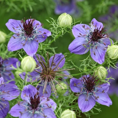 Černuška španielska - Nigella hispanica - semená - 80 ks