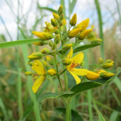 Čerkáč obyčajný - Lysimachia vulgaris - semená - 200ks