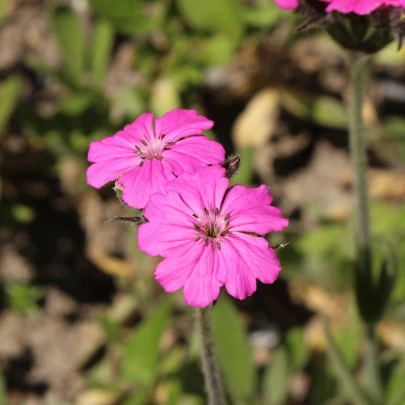 Kukučka alpská - Lychnis alpina - semená - 20 ks