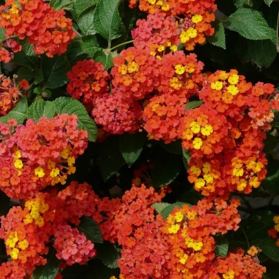 Lantana menlivá - Lantana camara - semená - 10 ks