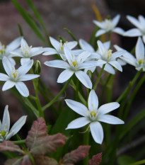 Bledavka - Ornithogalum umbellatum - cibuľoviny - 3 ks