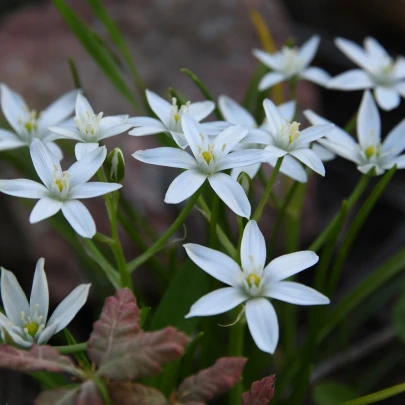 Bledavka - Ornithogalum umbellatum - cibuľoviny - 3 ks