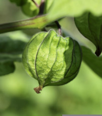 Machovka lepkavá - Physalis philadelphica - semená - 5 ks