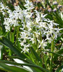 Scilla biela - Scilla siberica alba - cibuľoviny - 3 ks