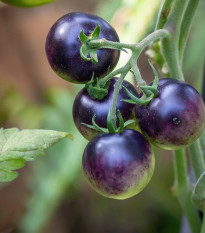 Paradajka Blueberry - Solanum lycopersicum - semená - 6 ks