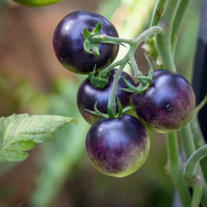 Paradajka Blueberry - Solanum lycopersicum - semená - 6 ks