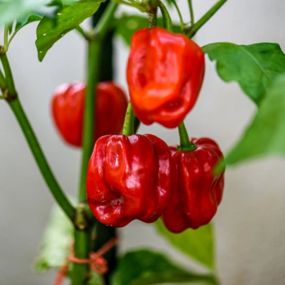 Chilli Habanero červené - Capsicum chinense - semená - 6 ks