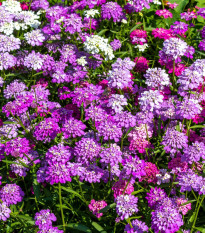 Iberka okolíkatá zmes farieb - Iberis umbellata - semená - 100 ks