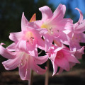 Amarylis Belladonna - Amaryllis - cibuľoviny - 1 ks