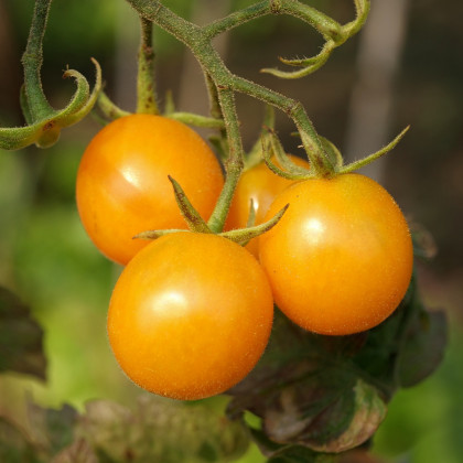 Paradajka Artisan Golden Bumble - Solanum lycopersicum - semená - 5 ks