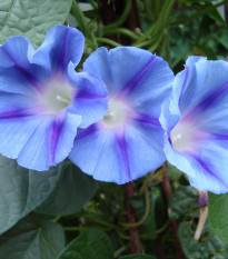 Povojník trojfarebný Blue Star - Ipomoea tricolor - semená - 25 ks