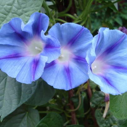 Povojník trojfarebný Blue Star - Ipomoea tricolor - semená - 25 ks