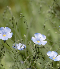 Ľan modrý - Linum perenne - semená - 250 ks