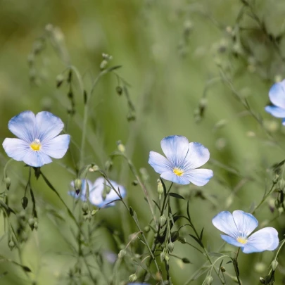 Ľan modrý - Linum perenne - semená - 250 ks