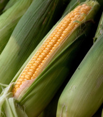 Kukurica siata Tatonka F1 - Zea Mays - semená - 15 ks