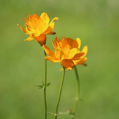 Upolín čínsky Gold queen - Trollius chinensis - semená - 20 ks