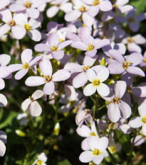 Arábka ružová - Arabis arendsii - semená - 100 ks