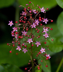 Ženšen kórejský - Talinum paniculatum - semená - 15 ks