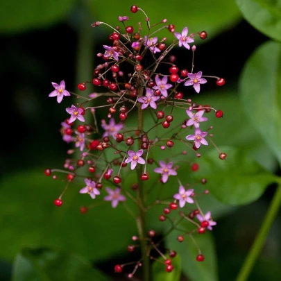 Ženšen kórejský - Talinum paniculatum - semená - 15 ks