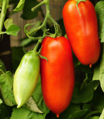 Paradajka San Marzano Gigante F1 - Solanum lycopersicum - semená - 8 ks