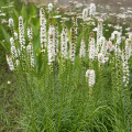 Liatra klasnatá Floristan White - Liatris spicata - semená - 20 ks