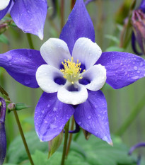 Orlíček obyčajný Blue Star - Aquilegia vulgaris - semená - 30 ks